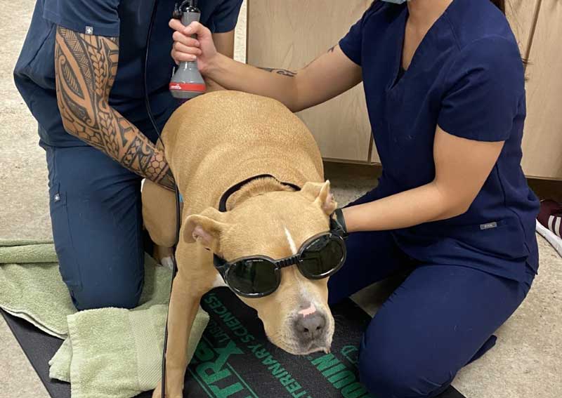 Carousel Slide 6: Pet laser therapy treatments